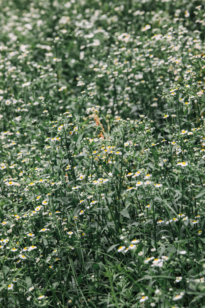 Fog — photograph 1