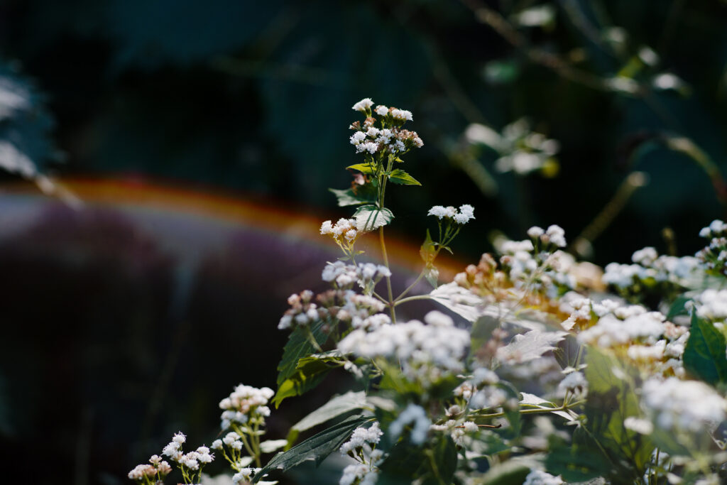 Light — photograph 1
