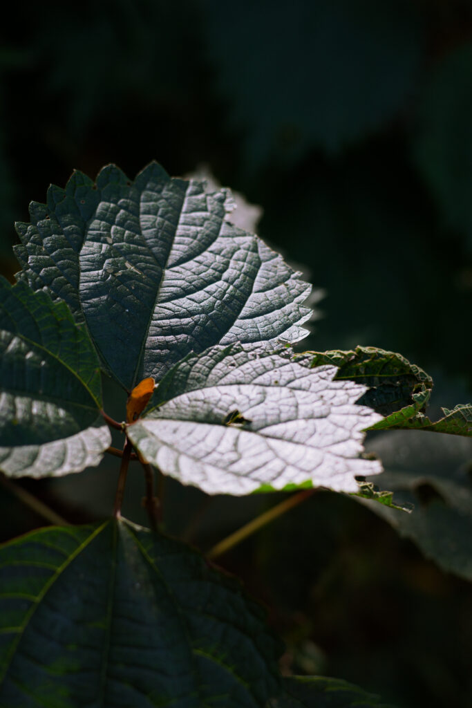 Light — photograph 2