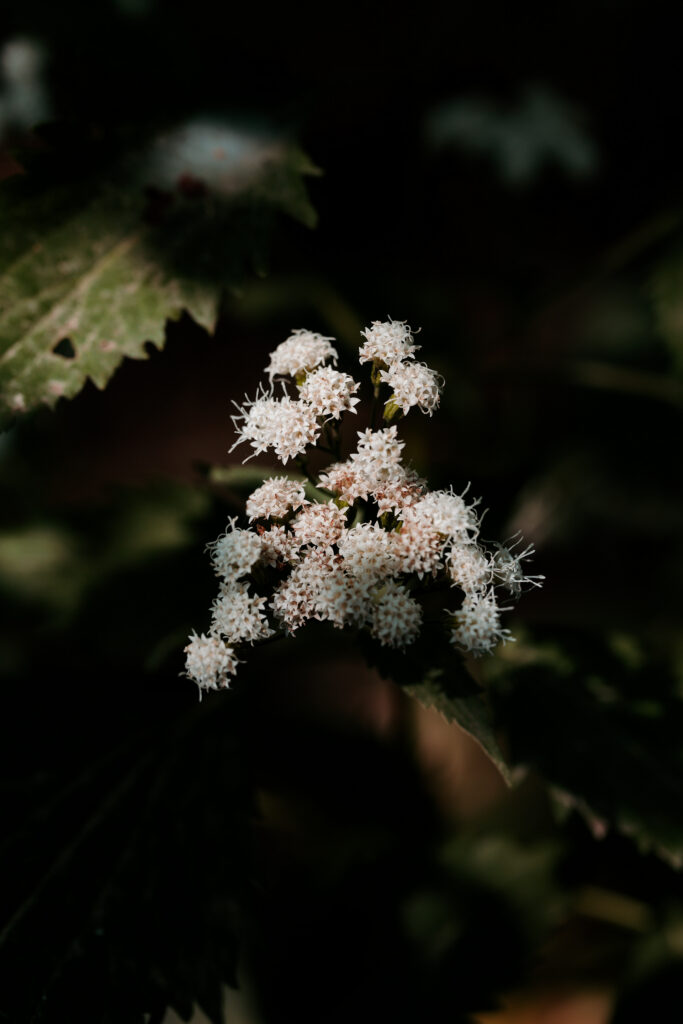 Light — photograph 3
