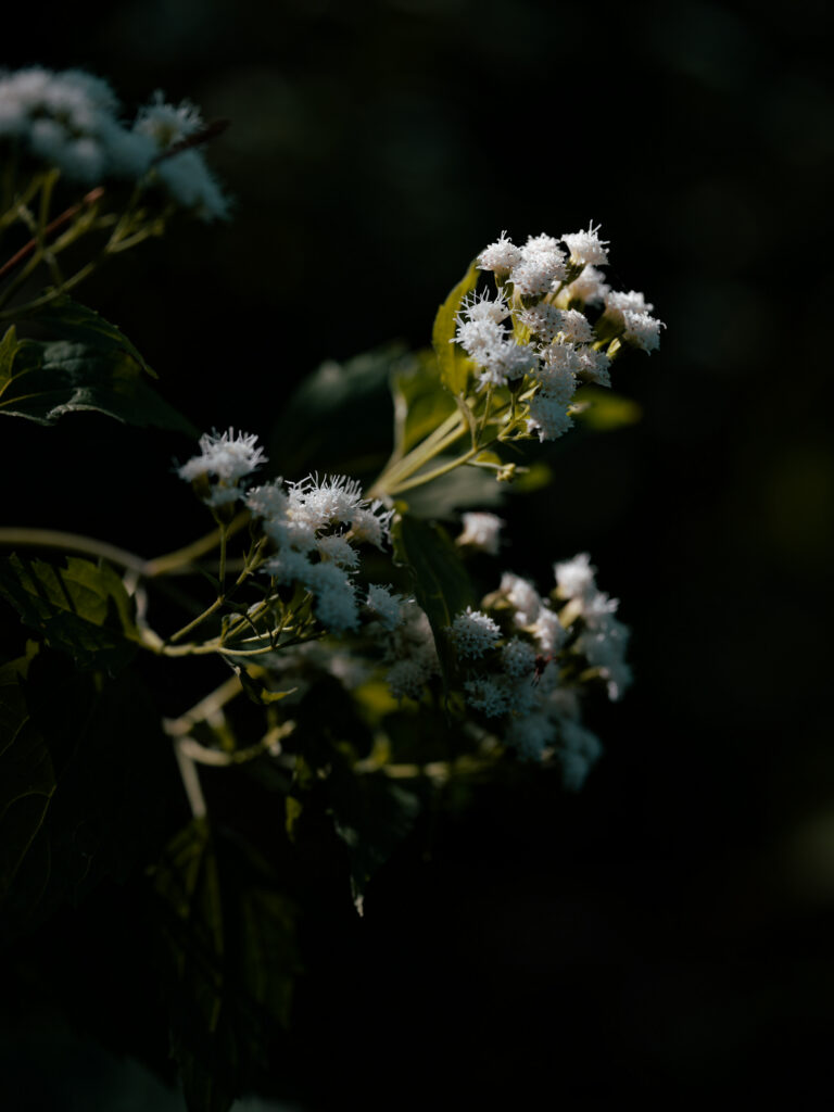 Light — photograph 4