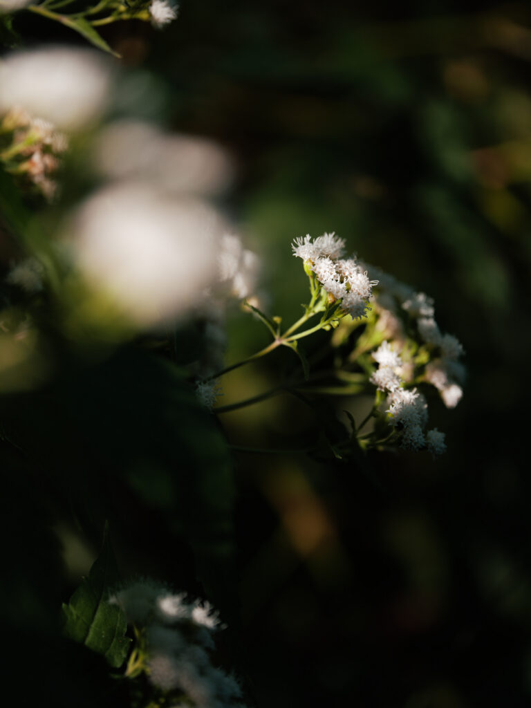 Light — photograph 5