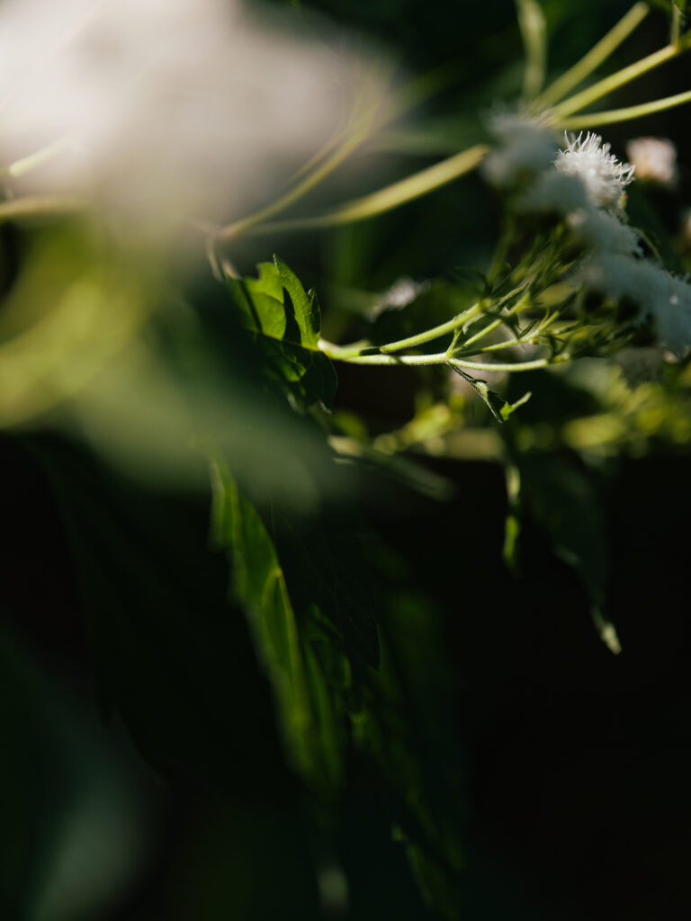 Light — photograph 6