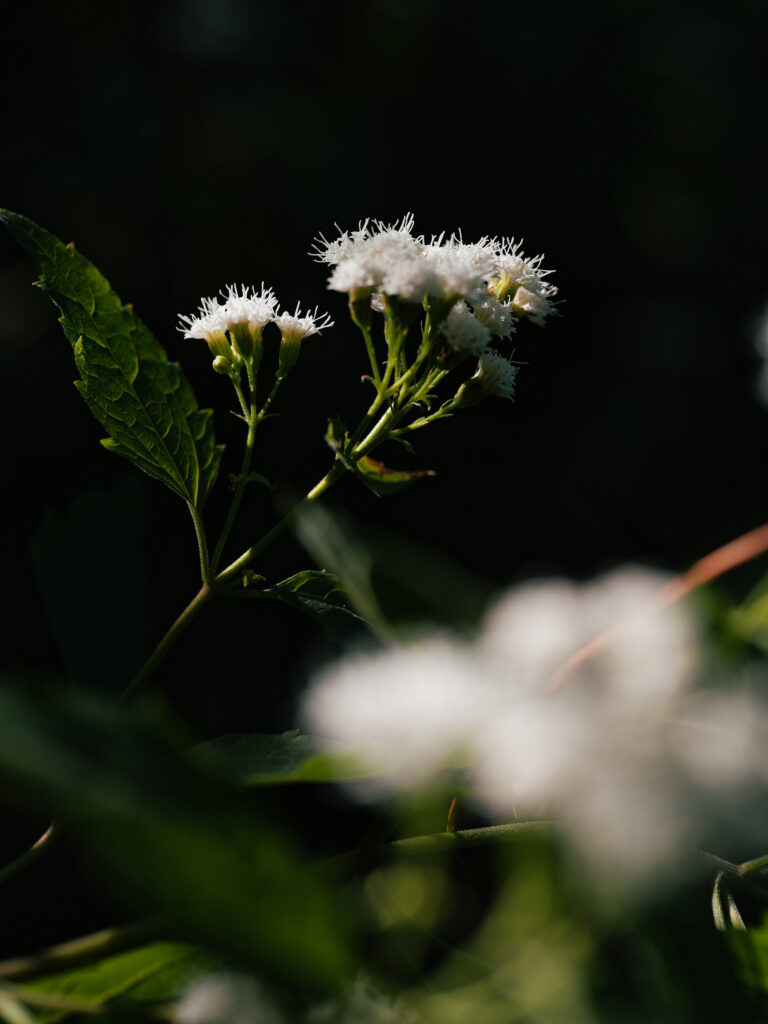 Light — photograph 7
