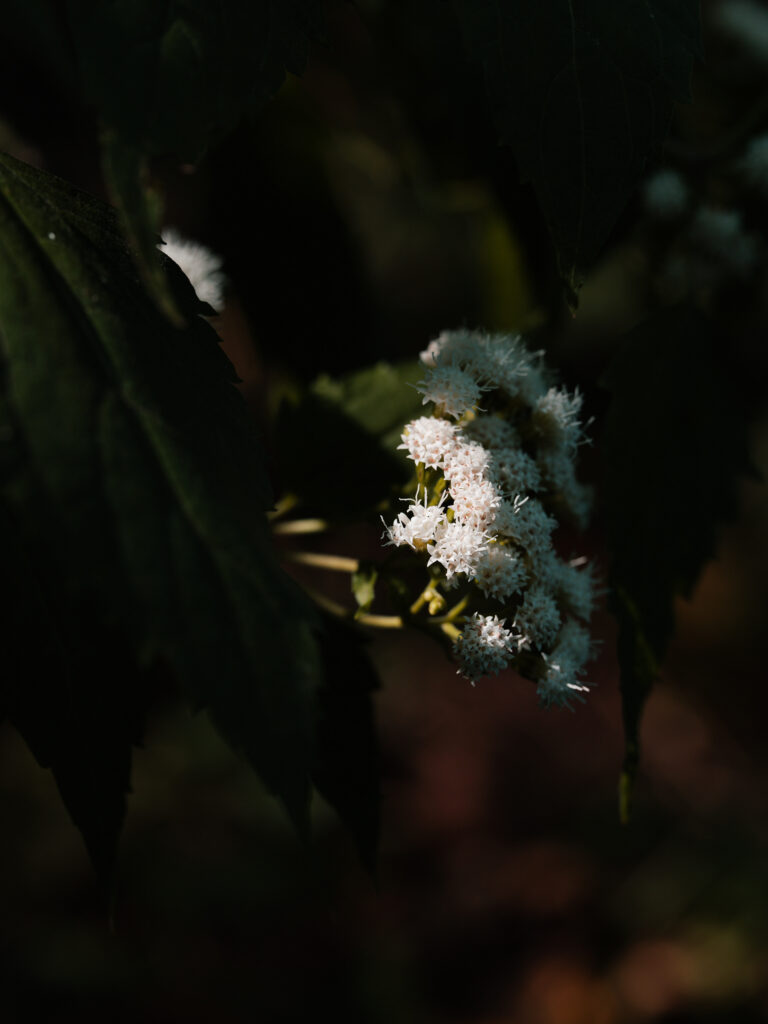 Light — photograph 8