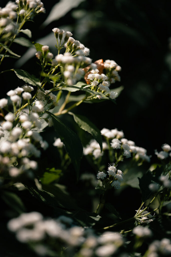 Light — photograph 9