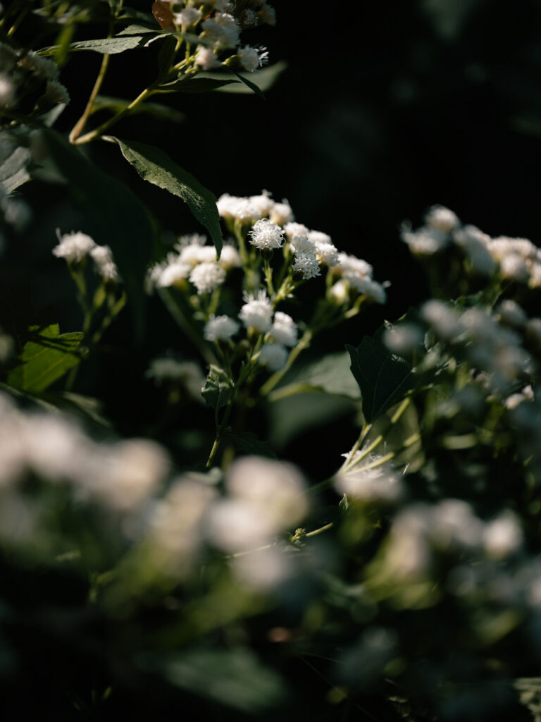Light — photograph 10