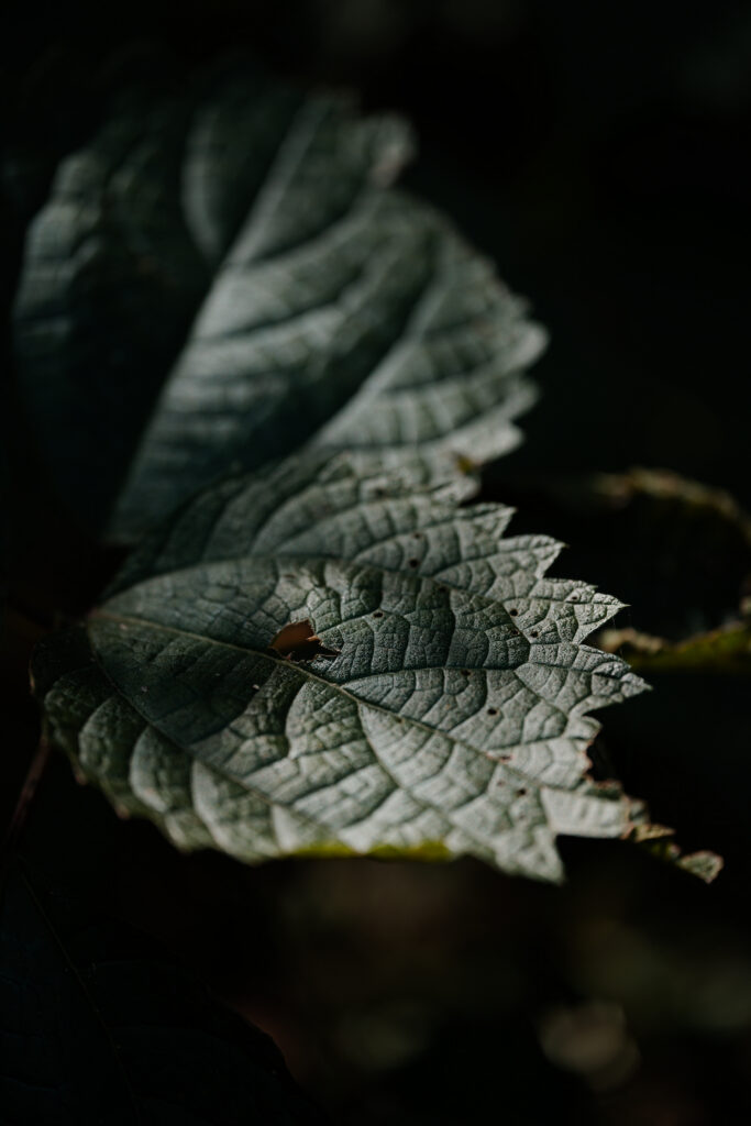 Light — photograph 11