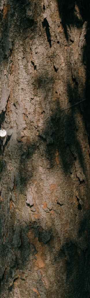 Column — photograph 1