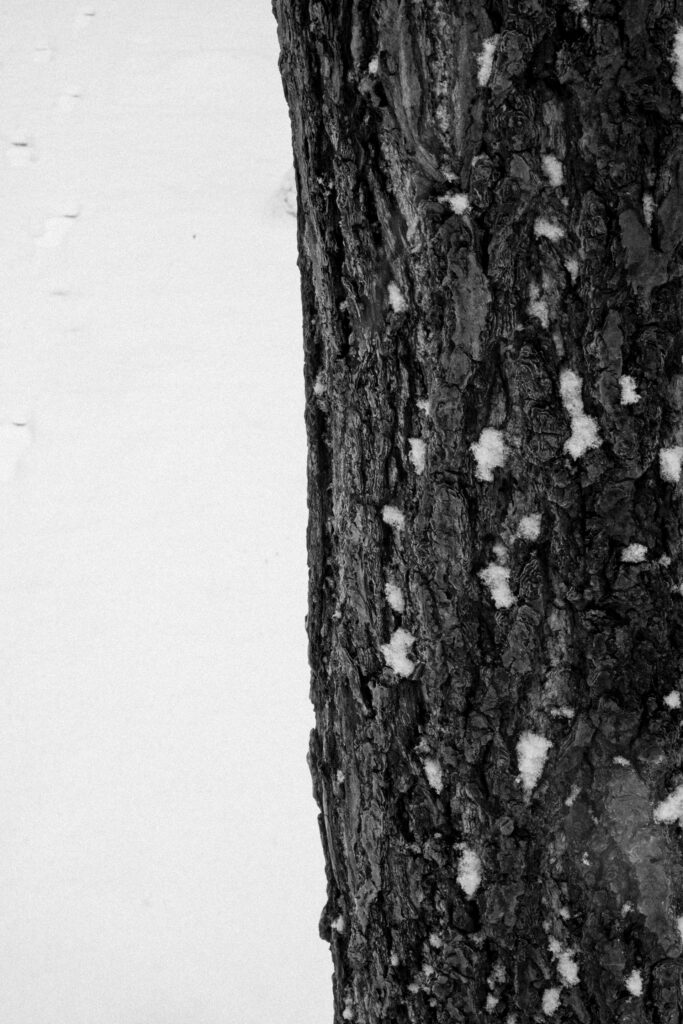 Black and Snow — photograph 1