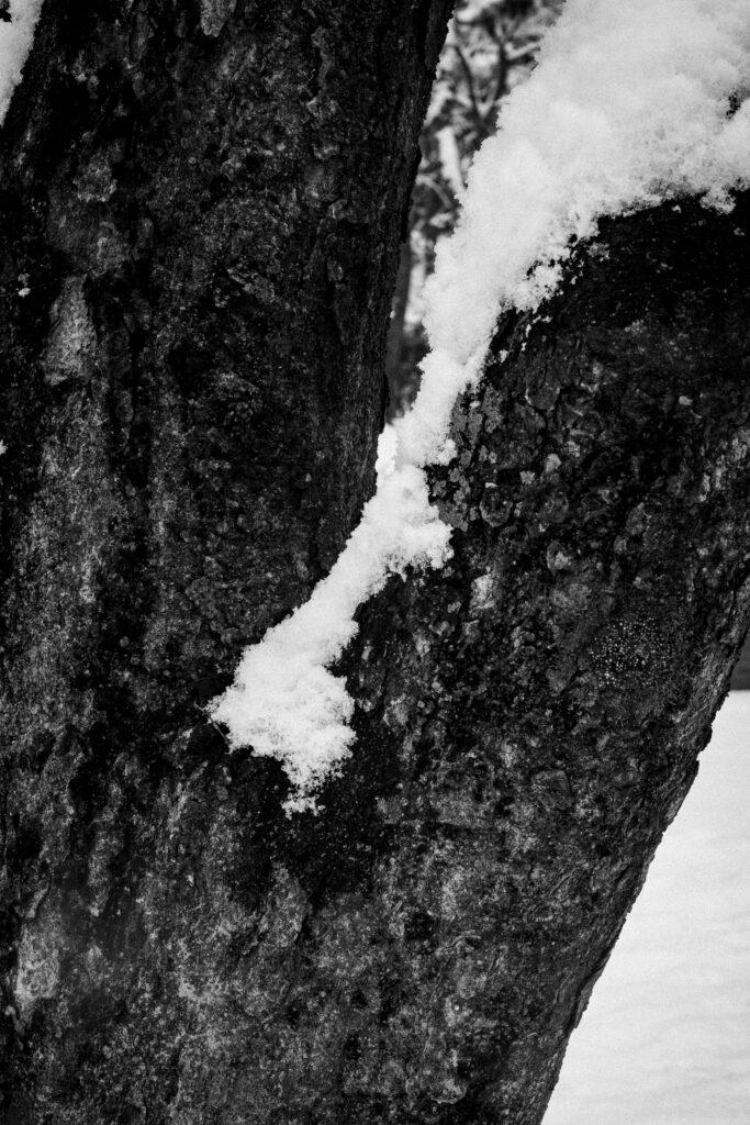 Black and Snow — photograph 13