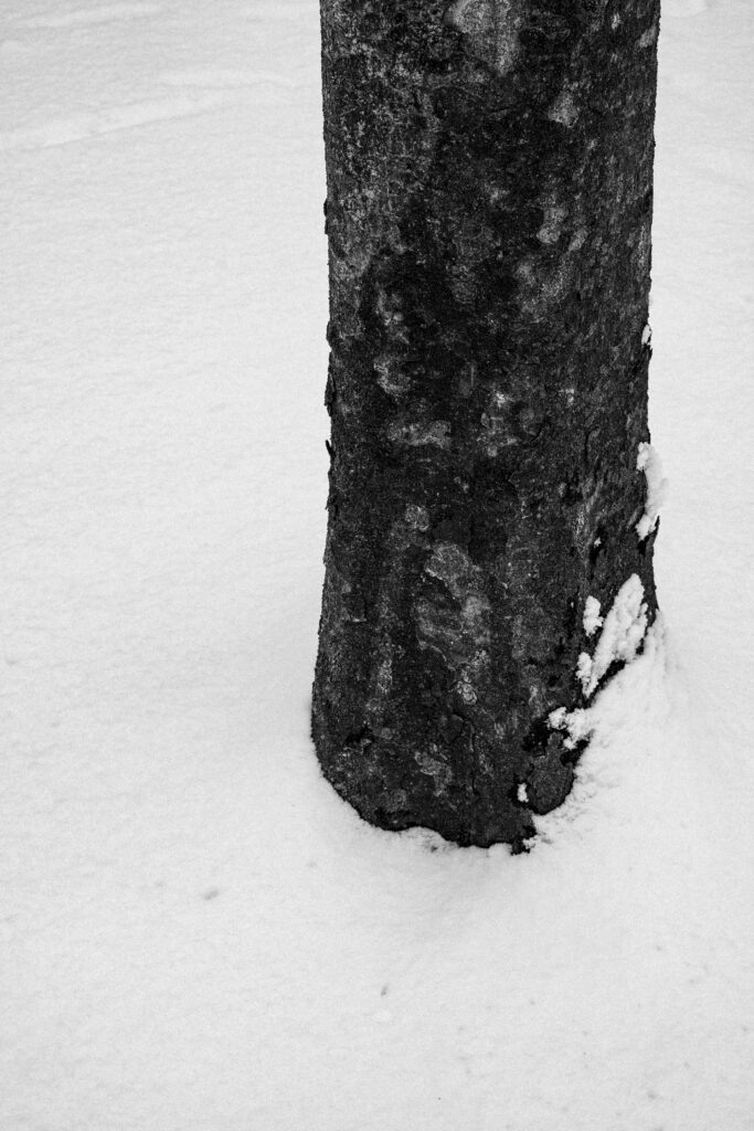 Black and Snow — photograph 14