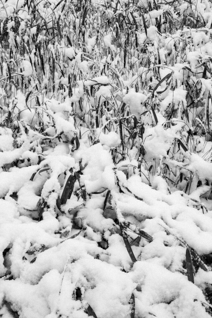 Black and Snow — photograph 16