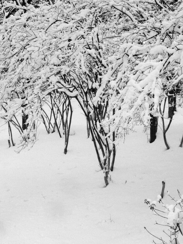 Black and Snow — photograph 17