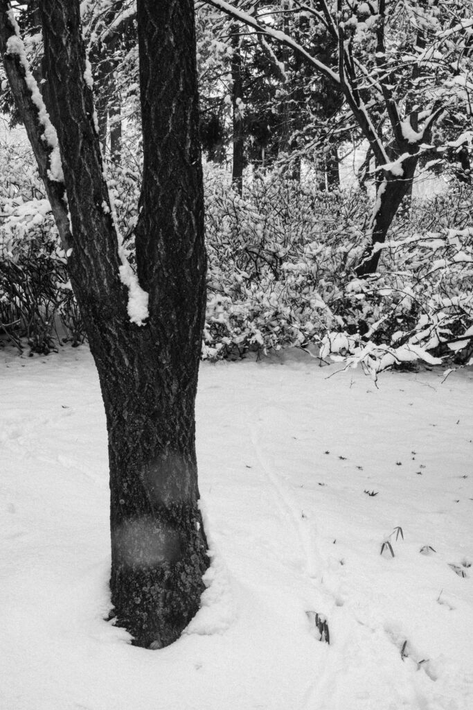 Black and Snow — photograph 18