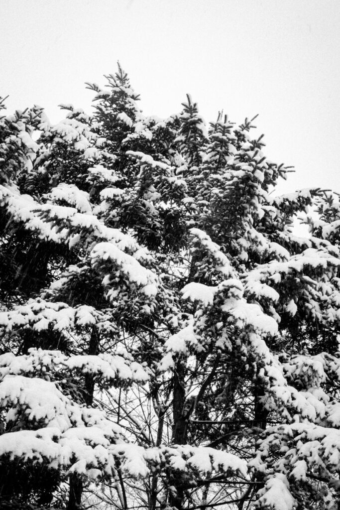 Black and Snow — photograph 21
