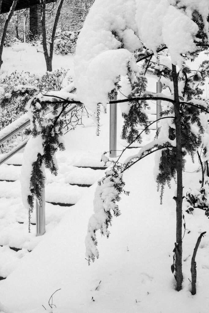 Black and Snow — photograph 31