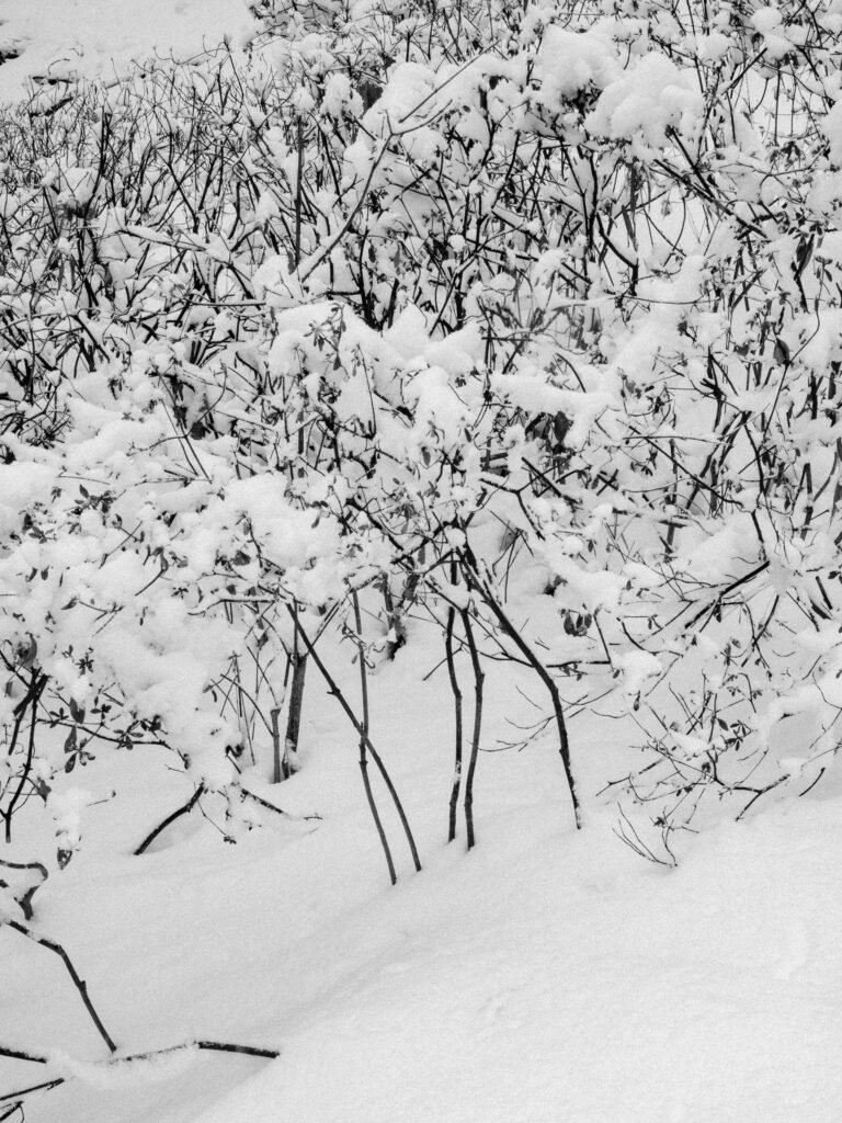 Black and Snow — photograph 33