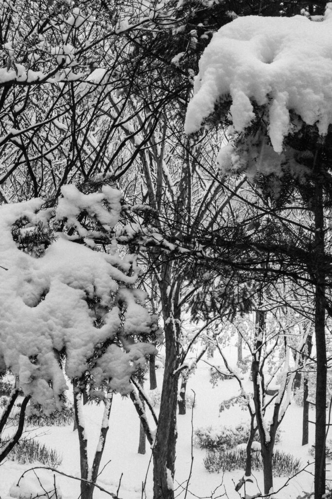 Black and Snow — photograph 34