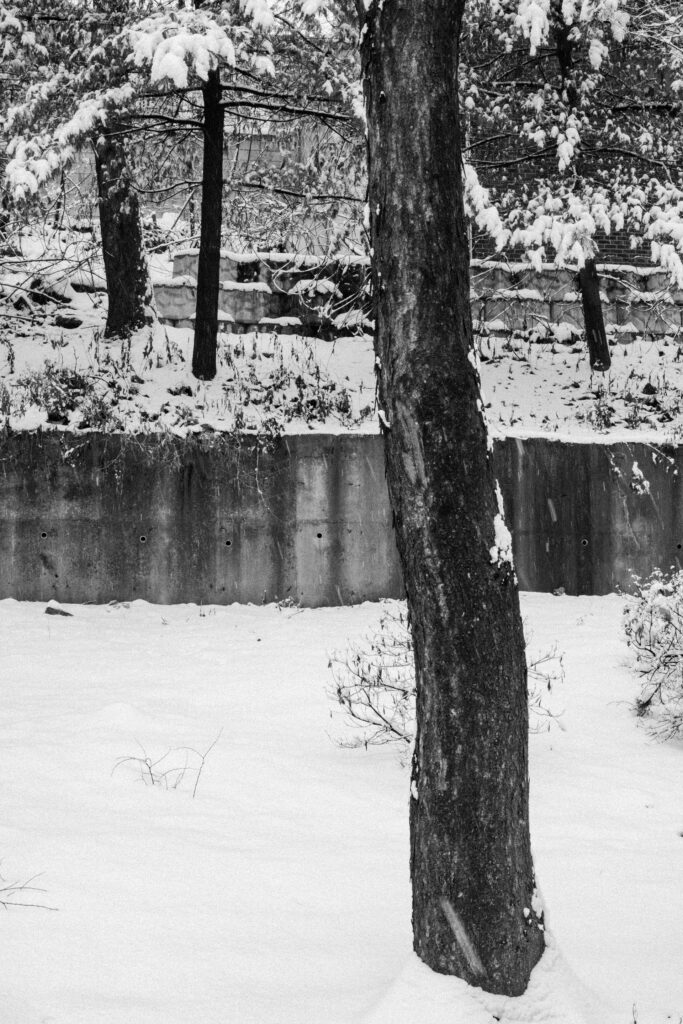 Black and Snow — photograph 36