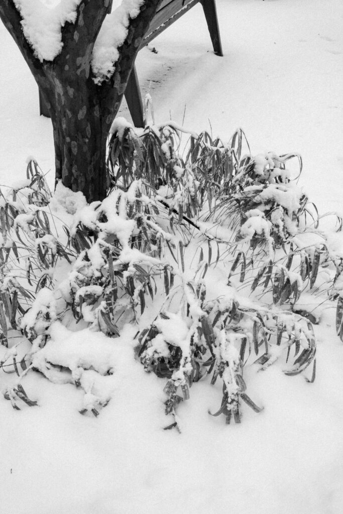 Black and Snow — photograph 41