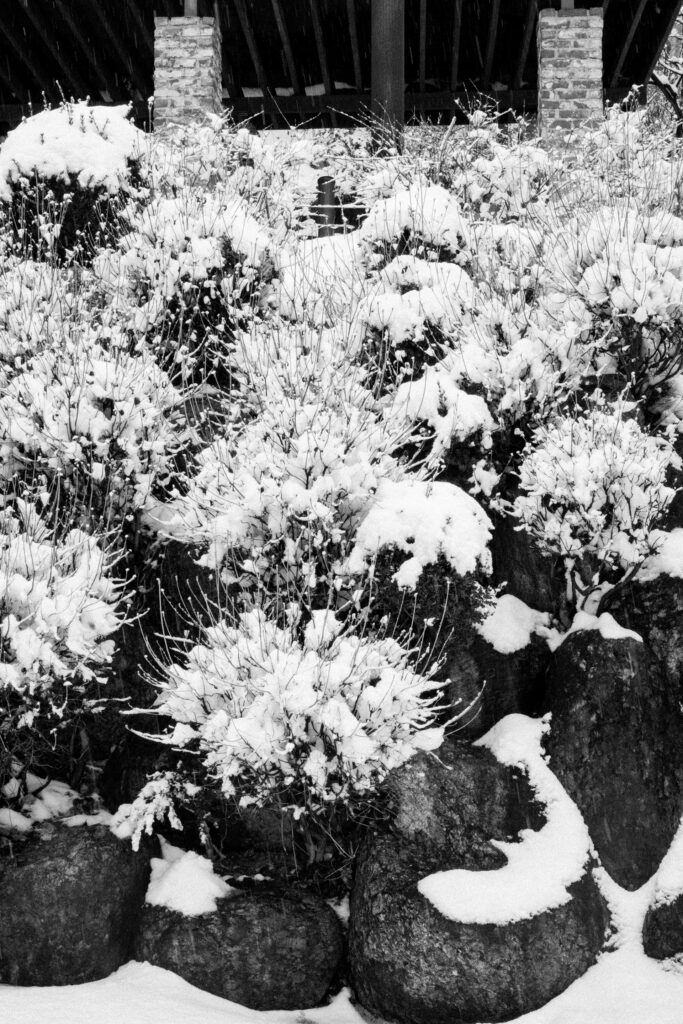 Black and Snow — photograph 42